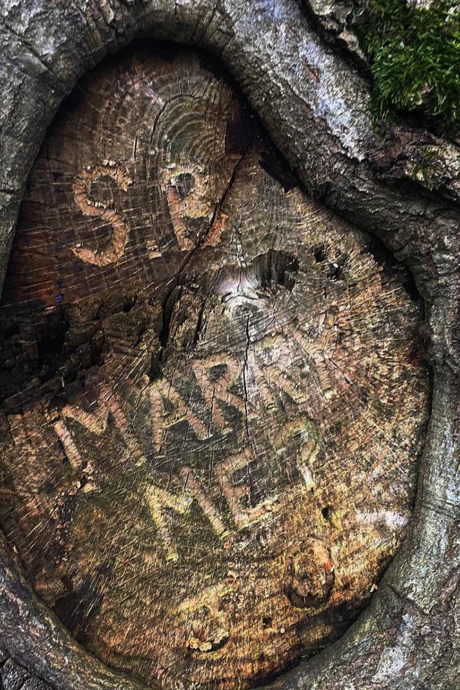 romantic ways to propose tree proposal carving