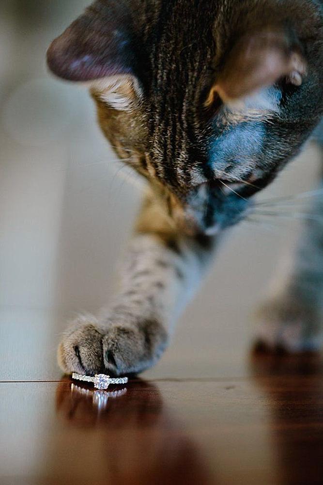 wedding proposal ideas cat with engagement ring