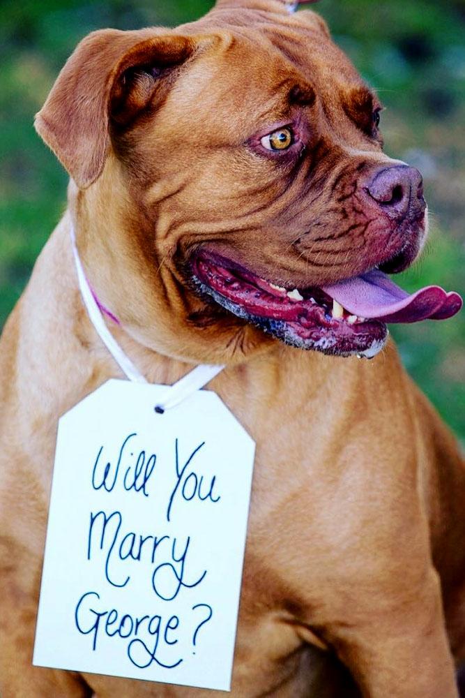 engagement photo ideas dog with card and will you marry me