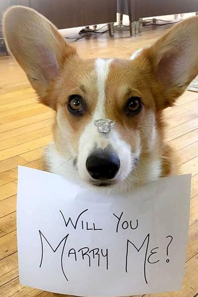 engagement photo ideas dog with engagement rings and card