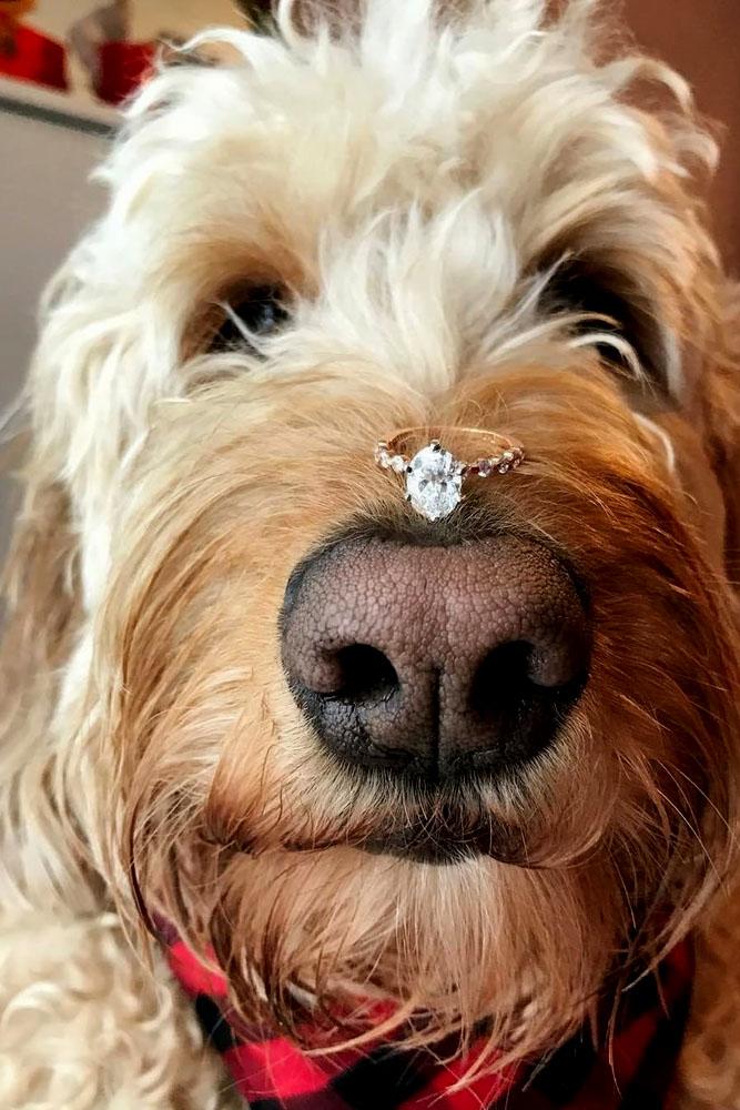 engagement photo ideas engagement ring is on the dogs nose
