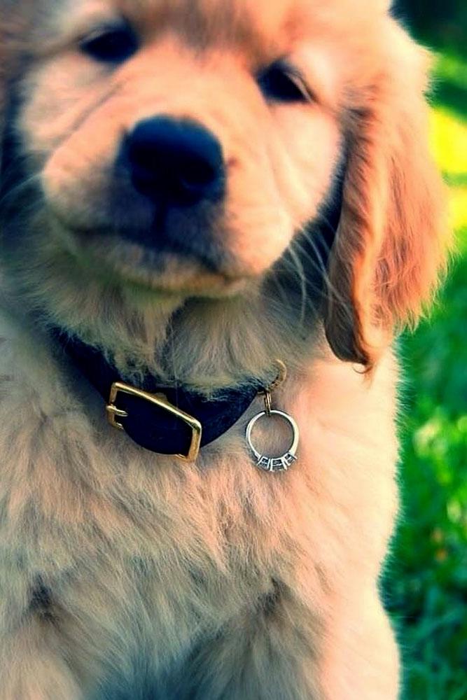 engagement photo ideas pet with proposal ring