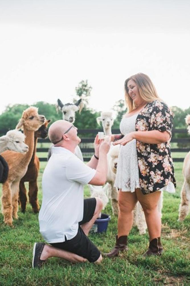 engagement photo ideas romantic proposal with alpacas