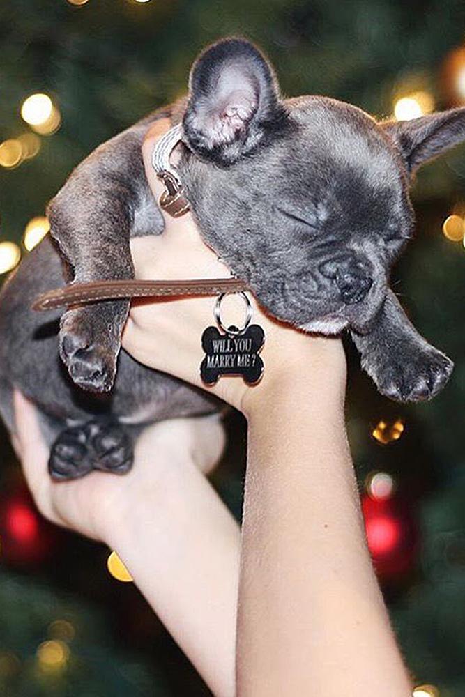 best proposal ideas propose with the dog