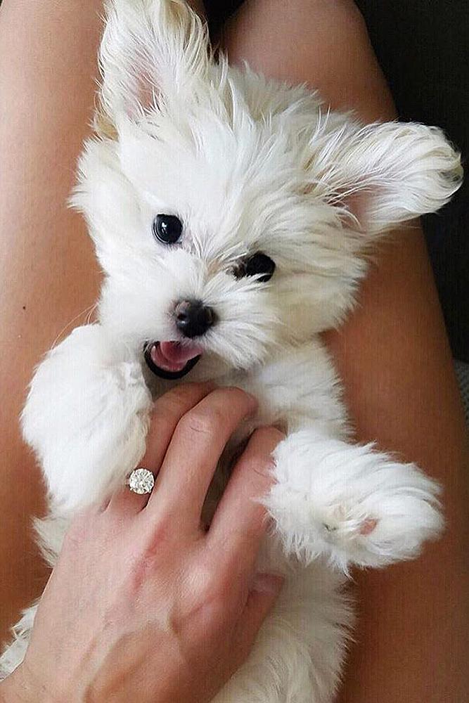 engagement photos cute engaged puppy ring