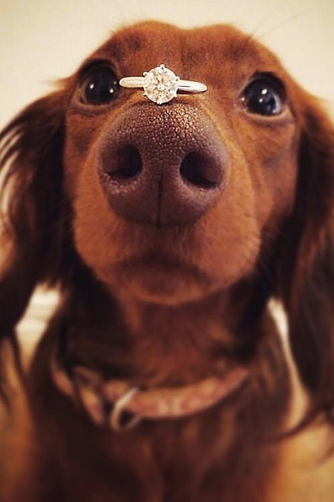 engagement photos pet dog cute ring