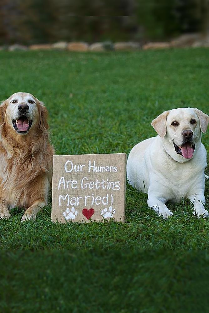 engagement pictures dogs and proposal signs