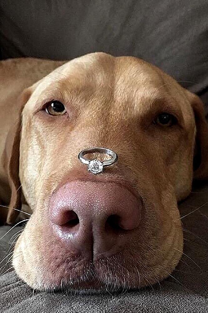 unique engagement ideas ring on the dogs nose white gold round cut diamond solitaire