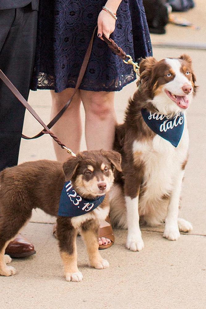 save the date ideas save the proposal date engagement photo ideas best proposal ideas marriage proposal engagement announcement with dogs