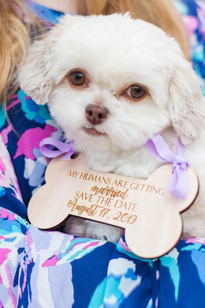 save the date ideas save the proposal date engagement photo ideas best proposal ideas marriage proposal with pets