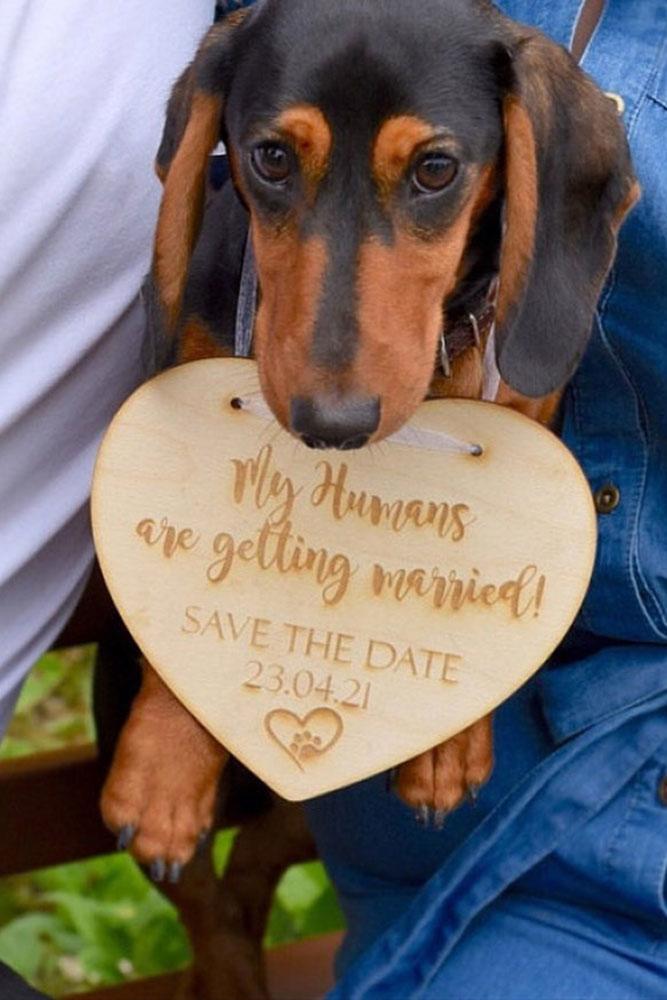save the date ideas save the proposal date engagement photo ideas best proposal ideas marriage proposal with pets