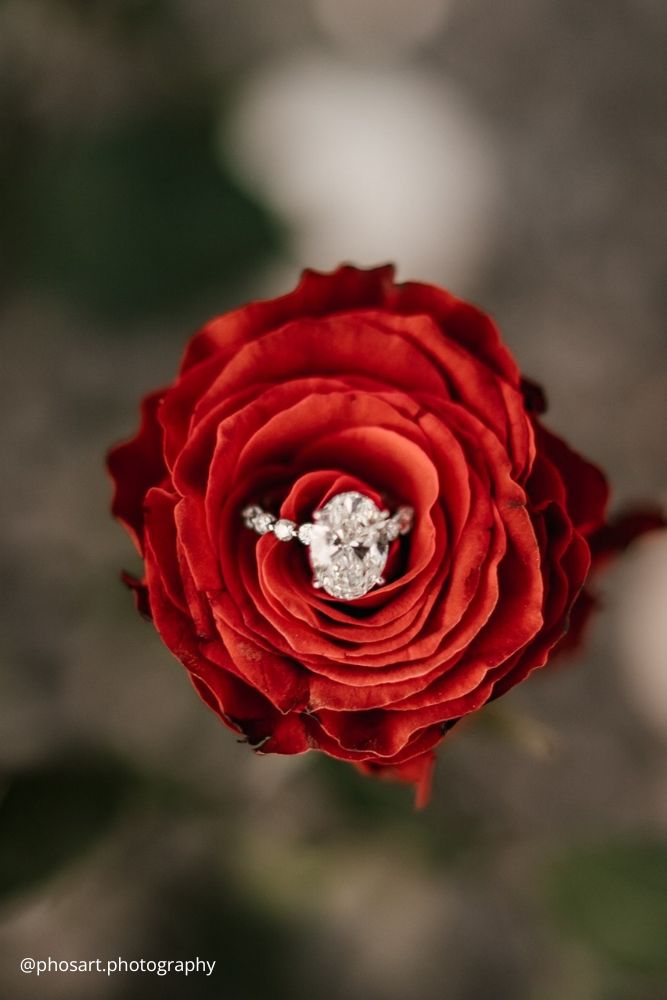 valentines day proposal red rose with white gold engagement ring inside close up photo phosart.photography